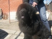 Превью фото № 152021