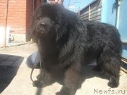 Превью фото № 152022