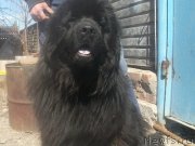 Превью фото № 152023