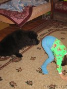 Превью фото № 152026