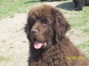 Превью фото № 152055