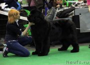 Превью фото № 152067