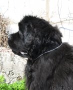 Превью фото № 152097