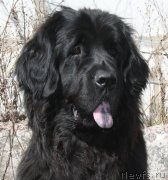 Превью фото № 152110