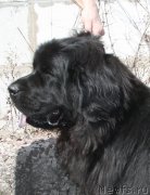 Превью фото № 152111