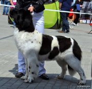 Превью фото № 152167