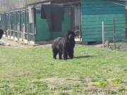 Превью фото № 152171