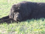 Превью фото № 152176