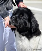 Превью фото № 152178