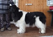 Превью фото № 152207