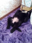 Превью фото № 152230