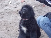 Превью фото № 152231