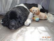 Превью фото № 152293