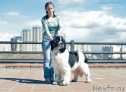 Превью фото № 152310