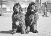 Превью фото № 152314