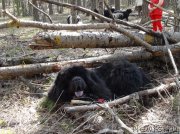 Превью фото № 152316