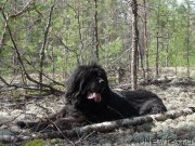 Превью фото № 152341