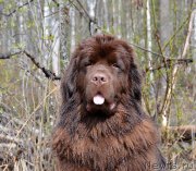 Превью фото № 152392