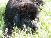 Превью фото № 152436