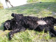 Превью фото № 152441