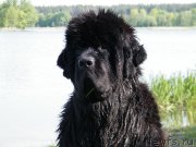 Превью фото № 152443