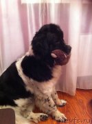 Превью фото № 152455