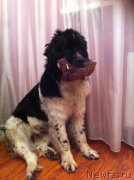 Превью фото № 152456