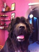 Превью фото № 152457