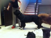 Превью фото № 152458