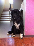 Превью фото № 152459