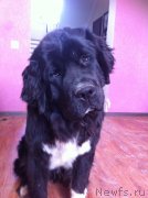 Превью фото № 152463