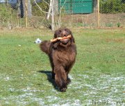 Превью фото № 152485