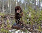 Превью фото № 152488