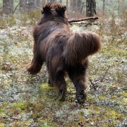 Превью фото № 152490