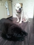 Превью фото № 152621