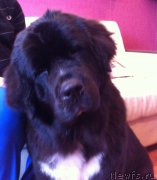 Превью фото № 152630