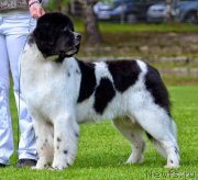 Превью фото № 152640