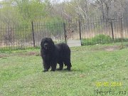 Превью фото № 152685