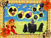 Превью фото № 152722