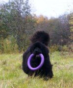 Превью фото № 152734