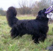 Превью фото № 152736