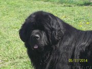 Превью фото № 152785