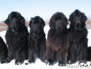 Превью фото № 152792