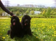 Превью фото № 152798