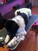 Превью фото № 152837