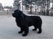 Превью фото № 152841