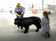 Превью фото № 152876