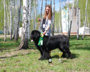 Превью фото № 152883