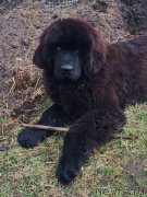 Превью фото № 152891