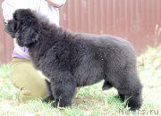 Превью фото № 152897